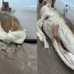 Смотрите: Мертвый кит, выброшенный на берег Омана, умер от удушья