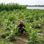 Неумолимая угроза: рост числа змеиных укусов из-за рекордных дождей в Бангладеш