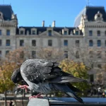 “Без обязательств”: Познакомьтесь с голубиным доктором в Париже