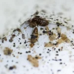 Малазийские ученые нанимают постельных клопов для работы на месте преступления