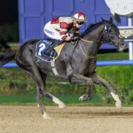 ОАЭ: 300 лошадей из 19 стран примут участие в Дубайском скаковом карнавале