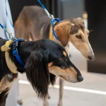 “Рожденный для охоты”: почему арабский салюки – вечный спутник на охоте