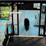 Япония вооружит спецназ винтовками для борьбы с нападениями медведей